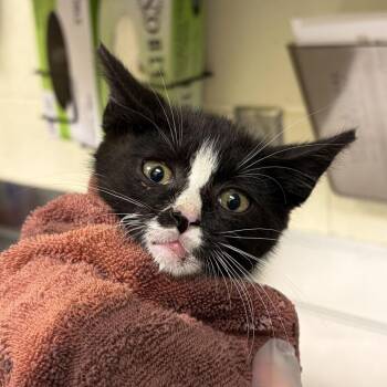 Fritz -  Domestic Short Hair Cat for Adoption in Asheville, North Carolina - Fritz | PetCurious