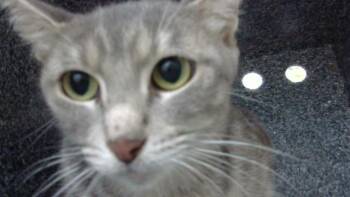 FAUNA -  Domestic Long Hair Cat for Adoption in Dallas, Texas - FAUNA | PetCurious