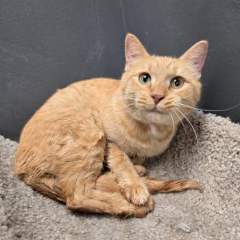 Journey -  Domestic Short Hair Cat for Adoption in Buffalo, New York - Journey | PetCurious