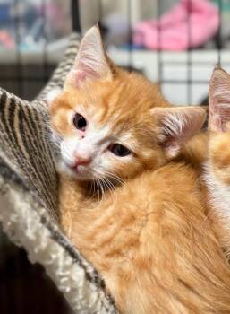 Orion -  Domestic Short Hair Cat for Adoption in Thompson Falls, Montana - Orion | PetCurious