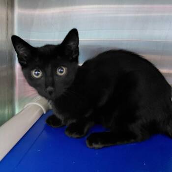 Mars -  Domestic Short Hair Cat for Adoption in Philadelphia, Pennsylvania - Mars | PetCurious