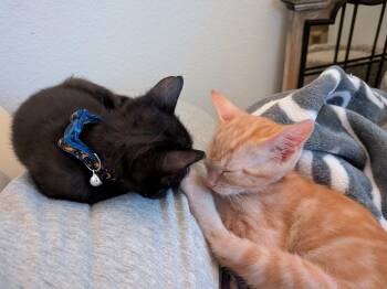 Twix and Snickers -  Domestic Short Hair Cat for Adoption in Forney, Texas - Twix And Snickers | PetCurious