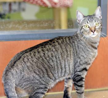 OLLIE -  Tabby Cat for Adoption in San Clemente, California - OLLIE | PetCurious