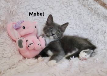 Maine Coon and Domestic Medium Hair Cats Available for Adoption - Mabel | PetCurious