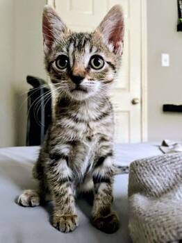 Rescue Domestic Short Hair Cats for Adoption in North Richland Hills, Texas - Doxy | PetCurious