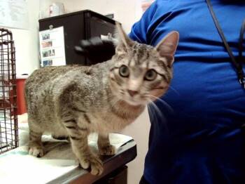 Domestic Short Hair Cats Available for Adoption - SPIDEY | PetCurious