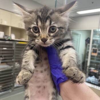 Stormy -  Domestic Short Hair Cat for Adoption in Westminster, California - Stormy | PetCurious