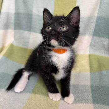 Schnitzel -  Domestic Medium Hair Cat for Adoption in West Point, Mississippi - Schnitzel | PetCurious