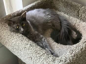 Rescue Domestic Long Hair Cats for Adoption in Albuquerque, New Mexico - Rhino | PetCurious