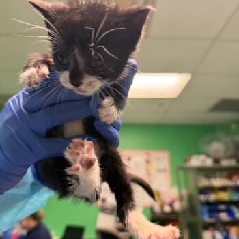Domestic Short Hair Cats Available for Adoption in Philadelphia, Pennsylvania - Frankie | PetCurious