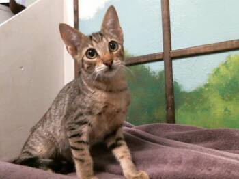 TANJIRO -  Domestic Short Hair Cat for Adoption in Houston, Texas - TANJIRO | PetCurious