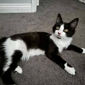 Emma -  Domestic Medium Hair Cat for Adoption in Hemet, California - Emma | PetCurious