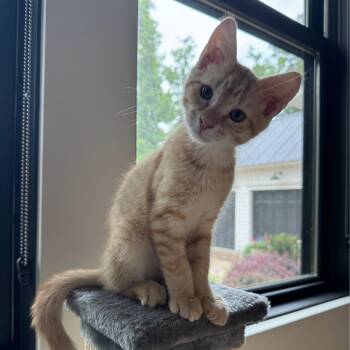 Punch -  Domestic Short Hair Cat for Adoption in Beaufort, South Carolina - Punch | PetCurious