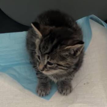 Athena - Cleopatra Kitten 3 -  Domestic Short Hair Cat for Adoption in Westport, Connecticut - Athena - Cleopatra Kitten 3 | PetCurious