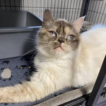Persian Cats Available for Adoption - Cyprus | PetCurious