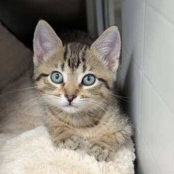 Rescue Domestic Short Hair Cats for Adoption in Madison, Wisconsin - Wizard | PetCurious
