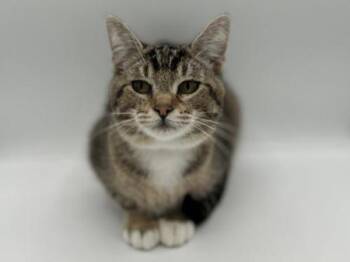 Rescue Domestic Short Hair Cats for Adoption in Portland, Oregon - Squirrel | PetCurious