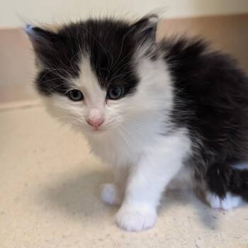 Jake The Cat -  Domestic Short Hair Cat for Adoption in Toledo, Ohio - Jake The Cat | PetCurious