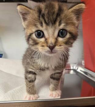 Drake -  Domestic Short Hair Cat for Adoption in Fresno, California - Drake | PetCurious