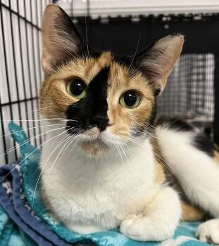 Cleo -  Domestic Short Hair Cat for Adoption in Johnston, Rhode Island - Cleo | PetCurious