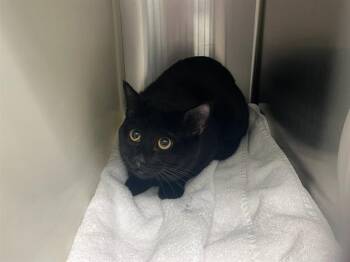 Domestic Short Hair Cats Available for Adoption in Colorado Springs, Colorado - TOASTER | PetCurious