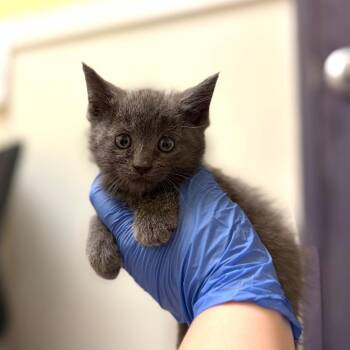Bada-Bing -  Domestic Short Hair Cat for Adoption in Charlottesville, Virginia - Bada-Bing | PetCurious