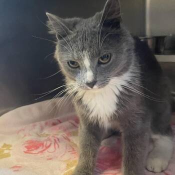 Eclipse -  Domestic Short Hair Cat for Adoption in Bristol, Indiana - Eclipse | PetCurious