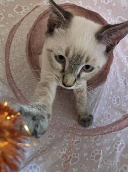 Topher -  Domestic Short Hair Cat for Adoption in Salisbury, North Carolina - Topher | PetCurious