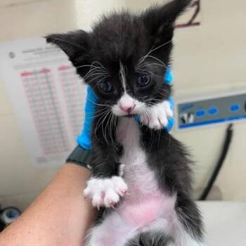 Dash 26-08-051 -  Domestic Short Hair Cat for Adoption in Bastrop, Texas - Dash 26-08-051 | PetCurious