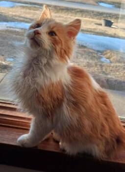 Domestic Medium Hair Cats Available for Adoption - Whiskers (Available 2/27/26) | PetCurious