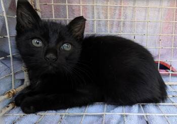 Rescue Domestic Short Hair Cats for Adoption in Lubbock, Texas - Timmy | PetCurious