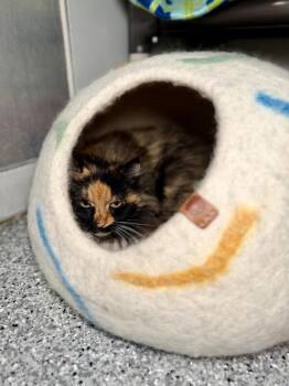 Domestic Long Hair Cats Available for Adoption in Fruit Heights, Utah - Delia | PetCurious