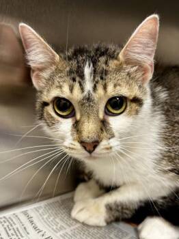 Domestic Short Hair Cats Available for Adoption in Wichita, Kansas - BK | PetCurious