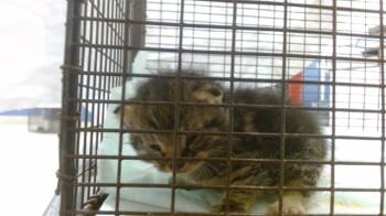 Rescue Domestic Short Hair Cats for Adoption in Doral, Florida - TOMMY | PetCurious
