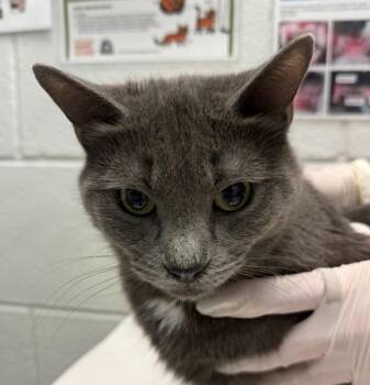 Lazyie -  Domestic Short Hair Cat for Adoption in Golden, Colorado - Lazyie | PetCurious