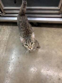 Jessie -  Domestic Short Hair Cat for Adoption in Paducah, Kentucky - Jessie | PetCurious