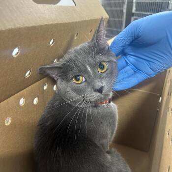 Domestic Short Hair Cats Available for Adoption in Newark, New Jersey - Miboi | PetCurious