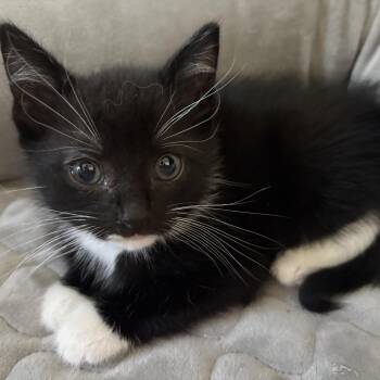 Domestic Medium Hair Cats Available for Adoption in Little Mountain, South Carolina - Levon | PetCurious