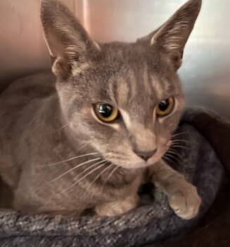 Mellow -  Domestic Short Hair Cat for Adoption in Cambridge, Maryland - Mellow | PetCurious