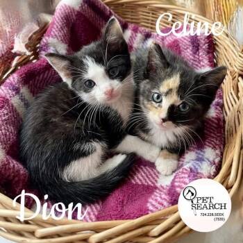 Domestic Short Hair Cats Available for Adoption in Washington, Pennsylvania - Celine | PetCurious