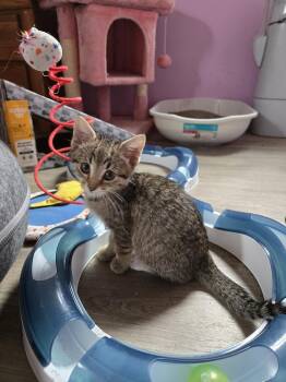 Domestic Short Hair Cats Available for Adoption in Union Grove, Wisconsin - Larry | PetCurious