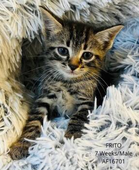 Frito -  Domestic Short Hair Cat for Adoption - Frito | PetCurious