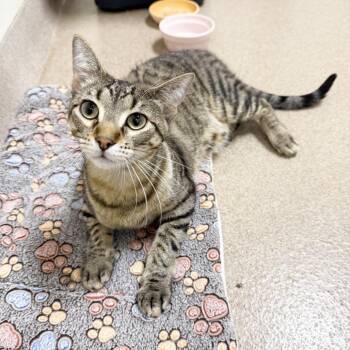 Mack -  Domestic Short Hair Cat for Adoption in Oshkosh, Wisconsin - Mack | PetCurious