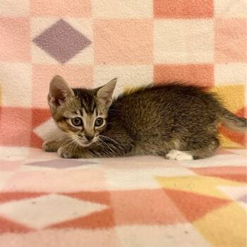 MUMBLE -  Domestic Short Hair Cat for Adoption in Tallahassee, Florida - MUMBLE | PetCurious