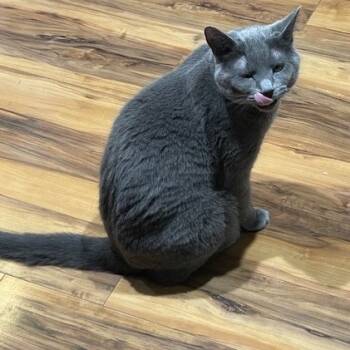 Rescue Domestic Short Hair Cats for Adoption in Rochester, Minnesota - Jellybean | PetCurious