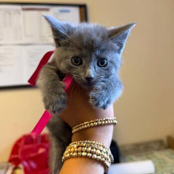 Domestic Short Hair Cats Available for Adoption in Corinth, Mississippi - Evie | PetCurious