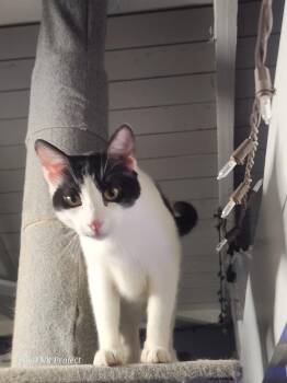 Domestic Short Hair Cats Available for Adoption in Monrovia, California - Miracle | PetCurious