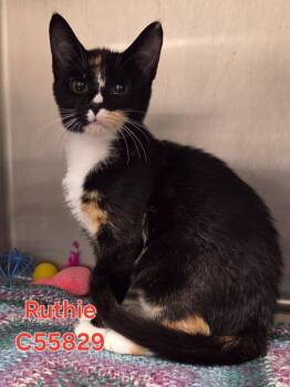 Ruthie -  Domestic Short Hair Cat for Adoption in Clarksville, Tennessee - Ruthie | PetCurious