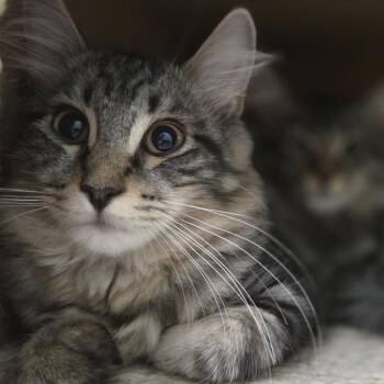 Chia -  Domestic Long Hair Cat for Adoption in Pittsford, Vermont - Chia | PetCurious
