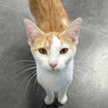 Daisy 2 -  Domestic Short Hair Cat for Adoption in New York, New York - Daisy 2 | PetCurious
